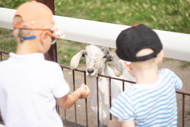 Petting Zoo