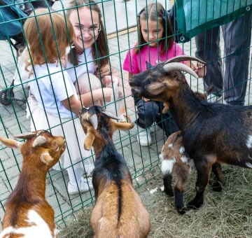Petting Zoo